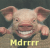 mdrrrr le cochon lol